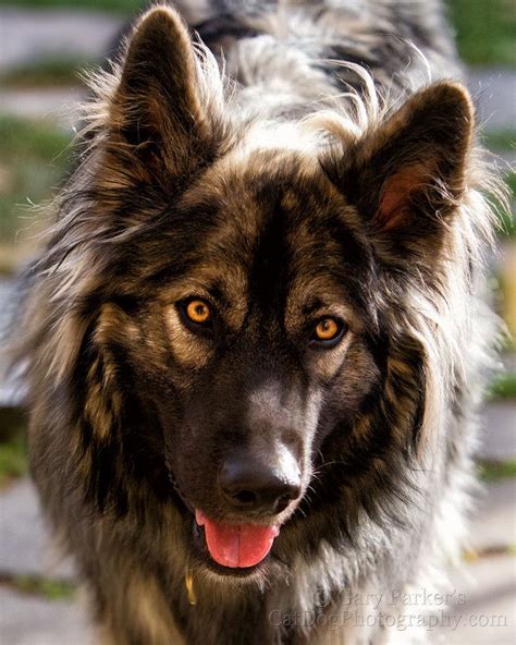 17 Best Images About American Alsatian On Pinterest From Home