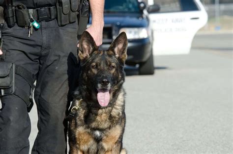 Why Are German Shepherds Good Police Dogs And K 9 Heroes