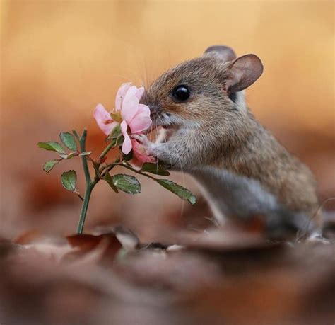 Pin By Darkkittees Favorites On Adorable Field Mice Cute Animals