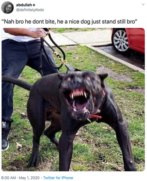 “nah Bro He Dont Bite He A Nice Dog Just Stand Still Bro” He Doesnt