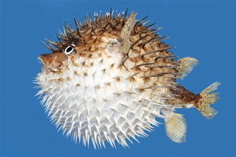 40 Interesting Puffer Fish Facts Serious Facts