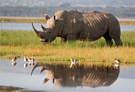 Serious Survivors: Rhino in the Wild - Chantecaille