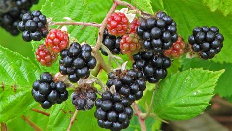 Native Plants Blackberries The Good Bad And Thorny