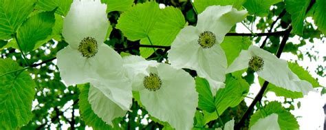 We did not find results for: Stiftung Botanischer Garten Mainz | Fördern und Stiften
