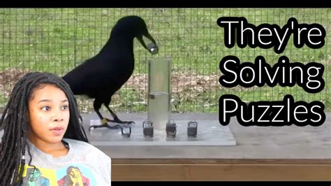 Why Crows Are As Smart As 7 Year Old Humans Reaction Youtube