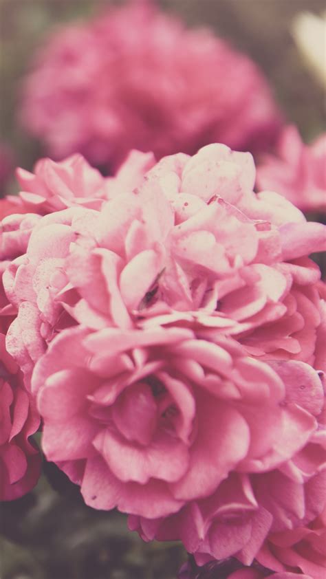 Wallpaper Roses 4k 5k Wallpaper 8k Flowers Pink Nature 6193