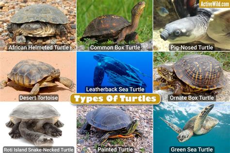 Types Of Turtles With Pictures List Of Interesting Turtle Species My