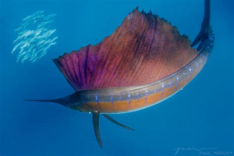 Paul Nicklen Sailfish Wildlife Photography Underwater World