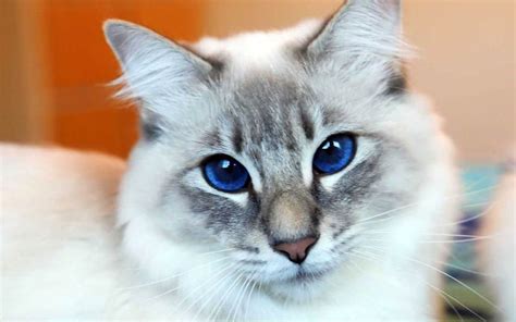 Balinese Cat Long Haired Siamese