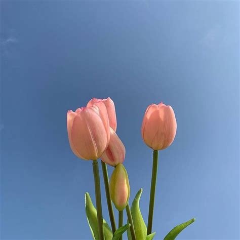 Tulips Flower Aesthetic Beautiful Flowers Pretty Flowers