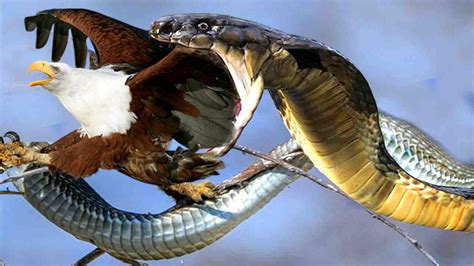 Omg Eagle Fights Venomous Snakes To Protect His Eggs Snake Vs