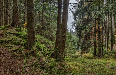 Images Bavaria Germany Nature Forests Moss Trees