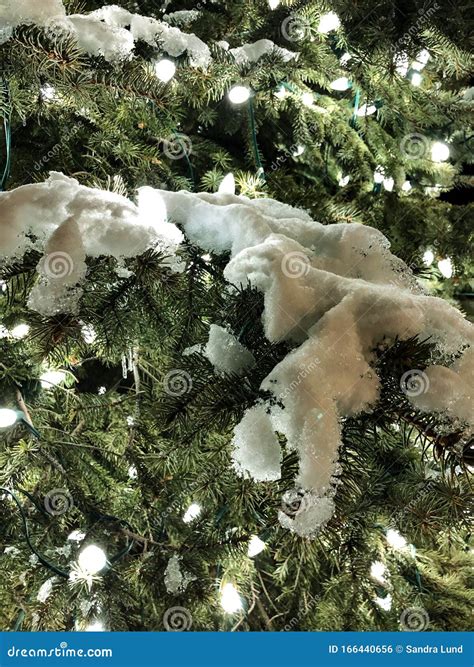 Snowy Lighted Pine Tree Stock Photo Image Of Snow Sparkling 166440656