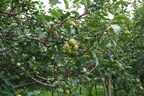 Masukkan lada hitam, bawang besar dan sos lada hitam, kacau sebentar. A K U . D I A . K A M U ©: Surabaya Day 2 : Ladang Epal