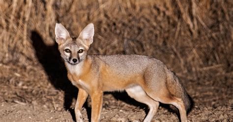 Foxes In California Types Habitat And Diet Nature Blog Network