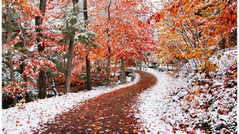 Sand Path With Fallen Red Autumn Fall Leaves Between Snow Covered Trees