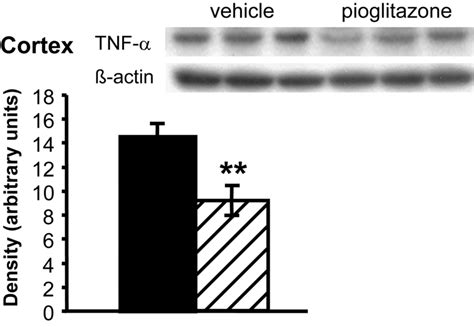 The Expression Of Tumor Necrosis Factor α Tnf α Is Reduced In Download Scientific Diagram