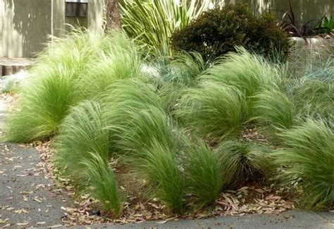 Rare Seeds Pack Stipa Tenuissima Mexican Feather Grass Etsy