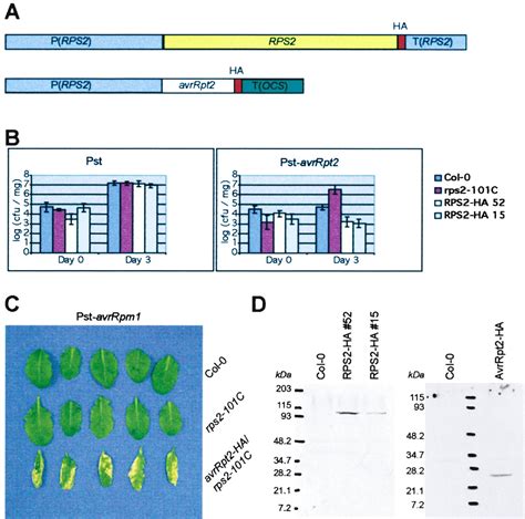 Initiation Of Rps2 Specified Disease Resistance In Arabidopsis Is