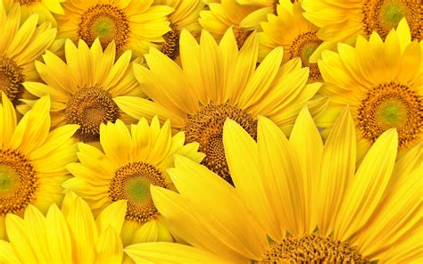 Sunflowers Background Wallpaper 2560x1600 32053
