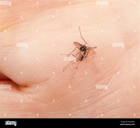 Dead Mosquito Crushed In A Hand Stock Photo Alamy