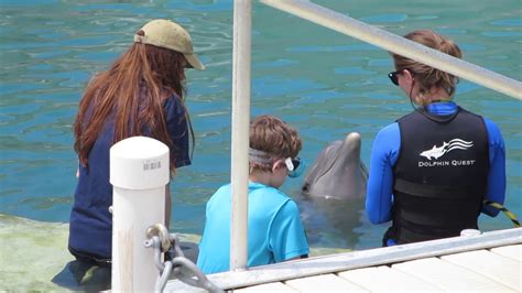 Dolphin Quest In Bermuda Youtube