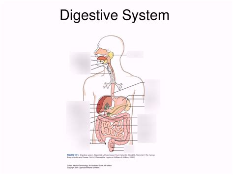 Aandp Digestive System Diagram 2 Part 2 Diagram Quizlet