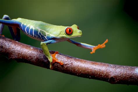 Red Eyed Tree Frog Critterfacts