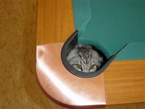 Cats In Unexpected Places Photos Huffpost