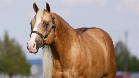 2019 Top 5 Reining Sires Quarter Horse News