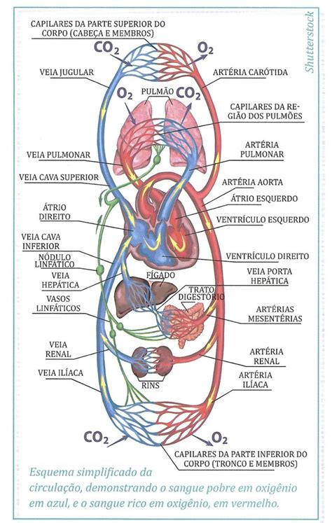 Circulação Sanguínea Cardiovascular System Anatomy Blood