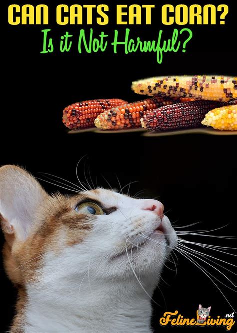 Can Cats Eat Rice And Beans Cat Meme Stock Pictures And Photos