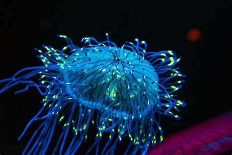 A Bioluminescent Jellyfish Image Courtesy Of Chris Favero