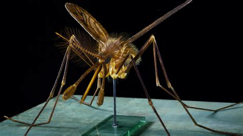 Giant Anopheles Mosquito