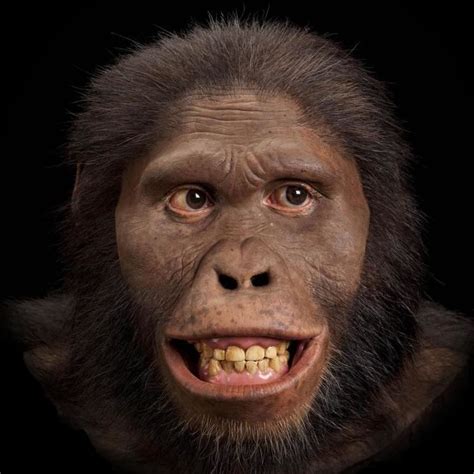 Australopithecus Africanus Alchetron The Free Social Encyclopedia