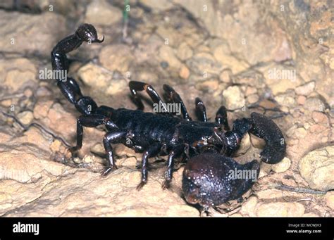 Giant Forest Scorpion Heterometrus Swammerdami Holds The Record For