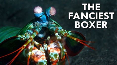 Mantis Shrimp Have The Worlds Deadliest Punch Youtube