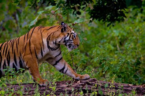 5 Must Visit Tiger Reserves In Maharashtra Wildlife Destination