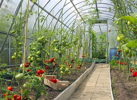 In britain most cacti are grown in greenhouses or garden frames, as the winters are too damp and humidity causes the plants to rot if they are planted outdoors. 18 Delicious Vegetables to Grow on the Winter and How to ...
