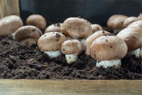 How To Grow Portobello Mushrooms From Store Bought Easy Guide To