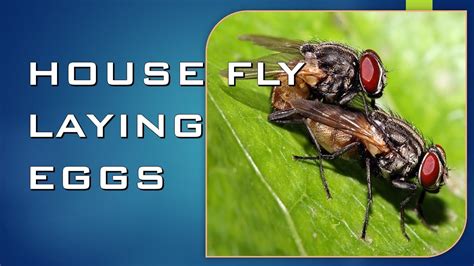 House Fly Laying Eggs 35 Youtube