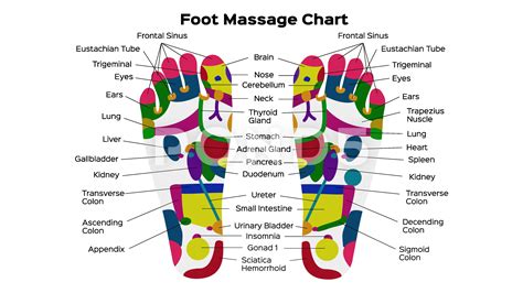 Foot Reflexology Chart Poster Therapy Posters Acupressure Ph