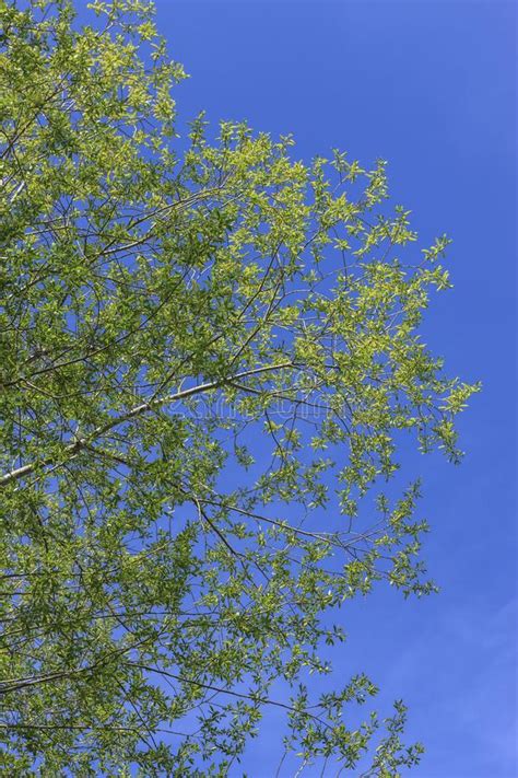 Green Leaves Against Blue Sky Stock Image Image Of Pattern Outdoors