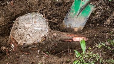 Wenn im folgejahr neue triebe wachsen, werden sie einfach mit der gartenschere entfernt. Baumstumpf entfernen: Drei Methoden in 2020 | Baumstumpf ...