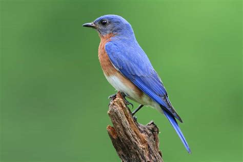 Birds In Michigan 15 Stunning Birds Youll See In The Great Lake State