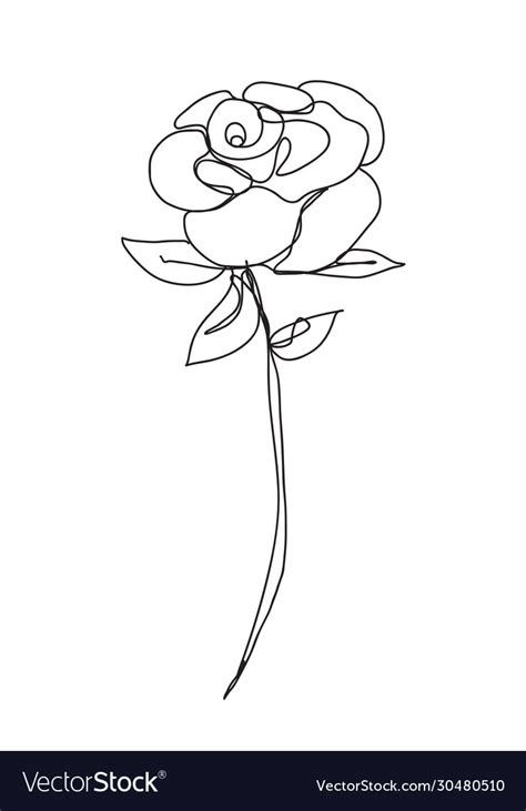 Rose Flower Line Drawing Style Art Design Vector Image