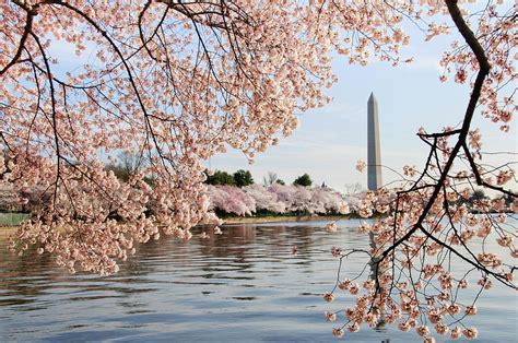 Washington Dc Cherry Blossoms And By Ogphoto