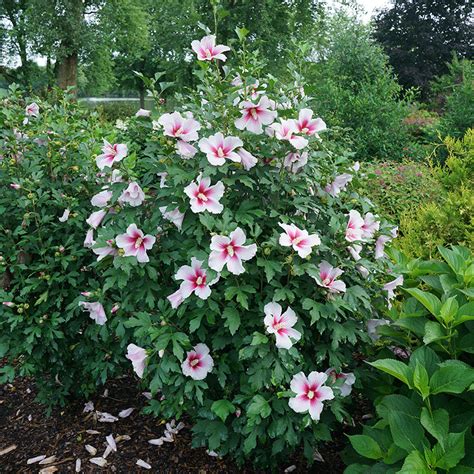 paraplu pink ink® rose of sharon great garden plants