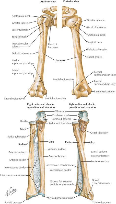 Upper Limbs Diagram