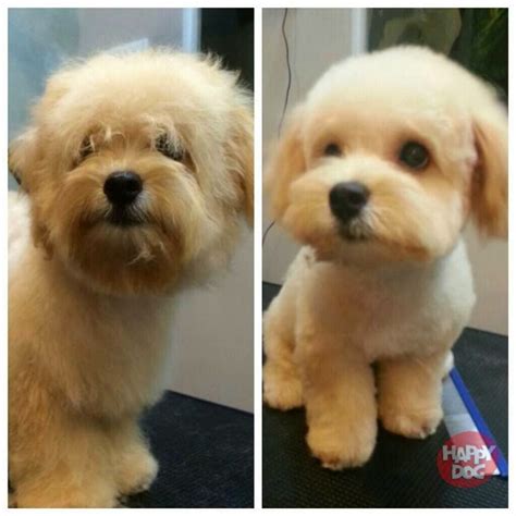 Maltipoo Haircuts Dog Haircuts Puppy Haircut